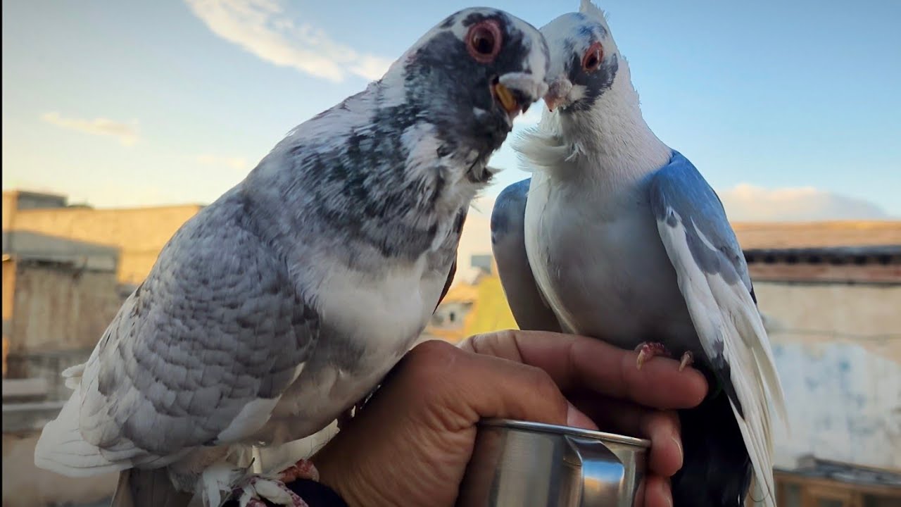 كل خلطه بالحمام تجي تاكل 😎