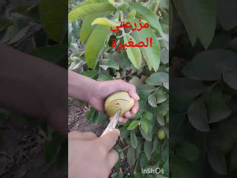 إنتاج الجوافه الحمراء التايلندي