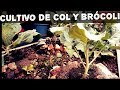 Como sembrar brócoli y col(AGRICULTURA ORGÁNICA)