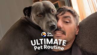 dog has stop contemplate life during every walk dodo