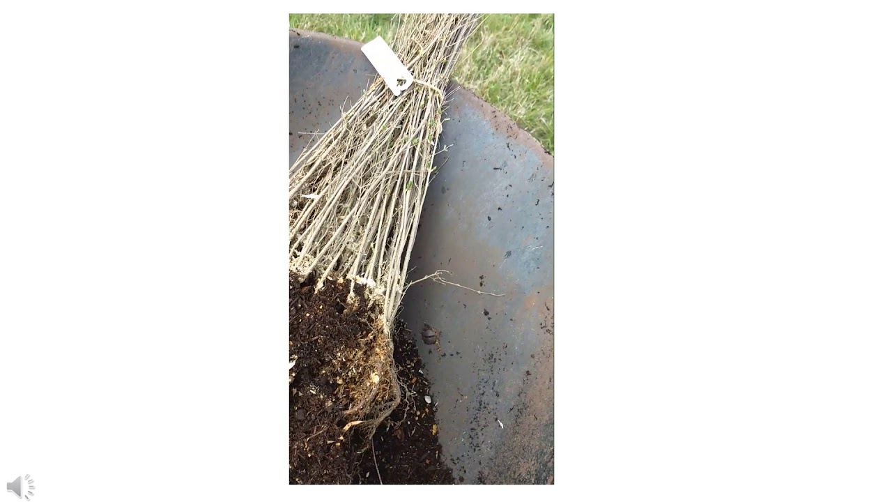 Potting Up Bare-Root Plants Tutorial - SER-UW Nursery