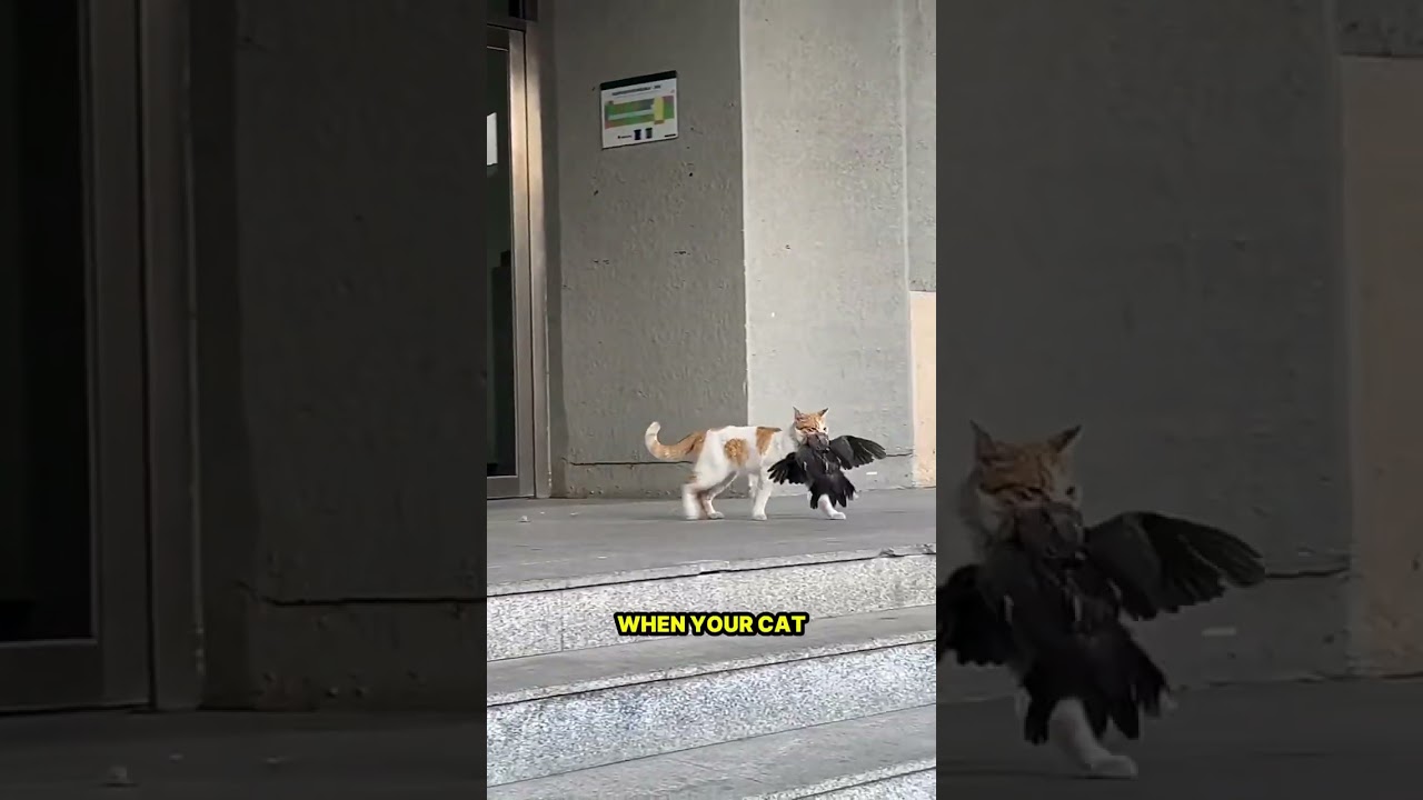 Why Cats Bring You “Gifts” – The Hunting Instinct Behind the Behavior