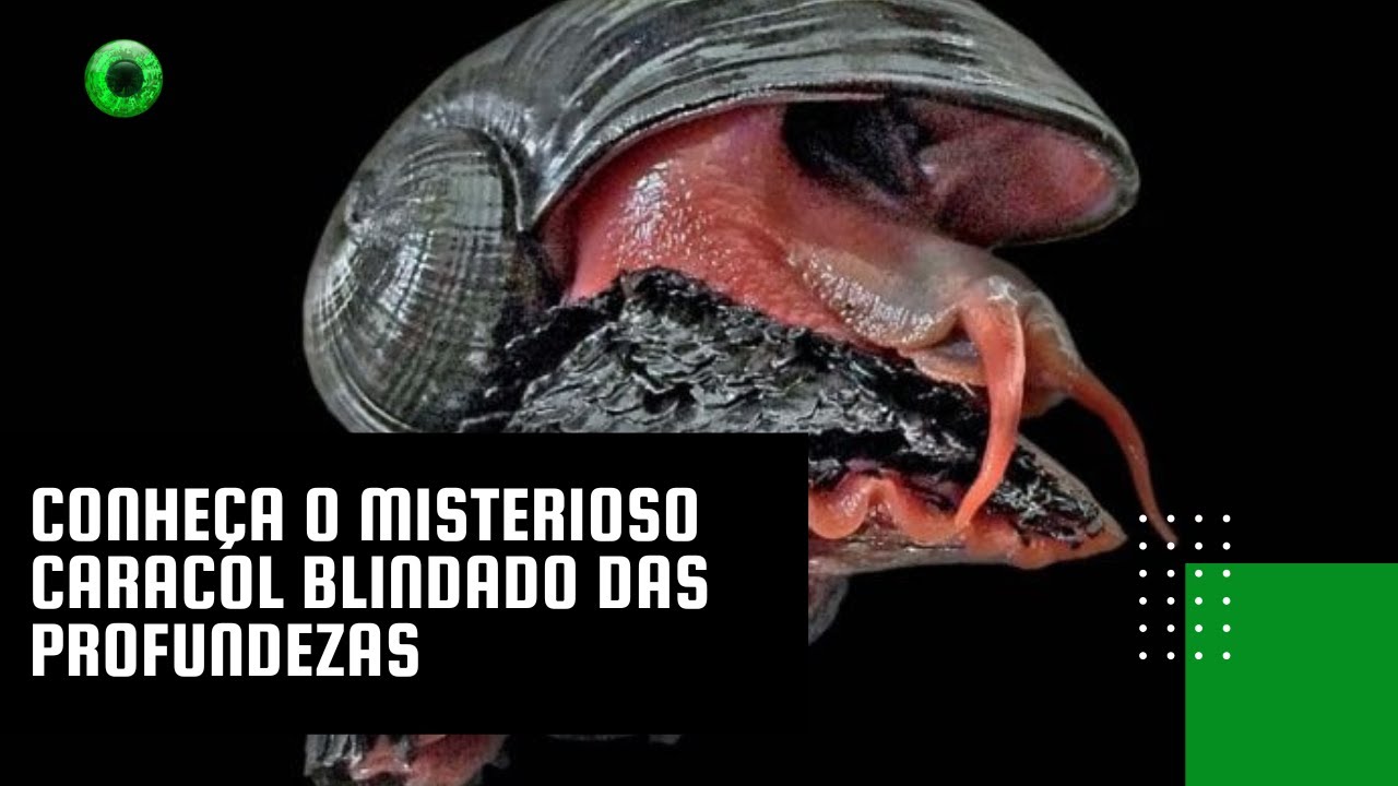 Conheça o misterioso caracol blindado das profundezas