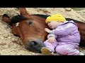 El momento más divertido entre bebés y caballo #2 🐴 Gracioso Bebé y Mascota