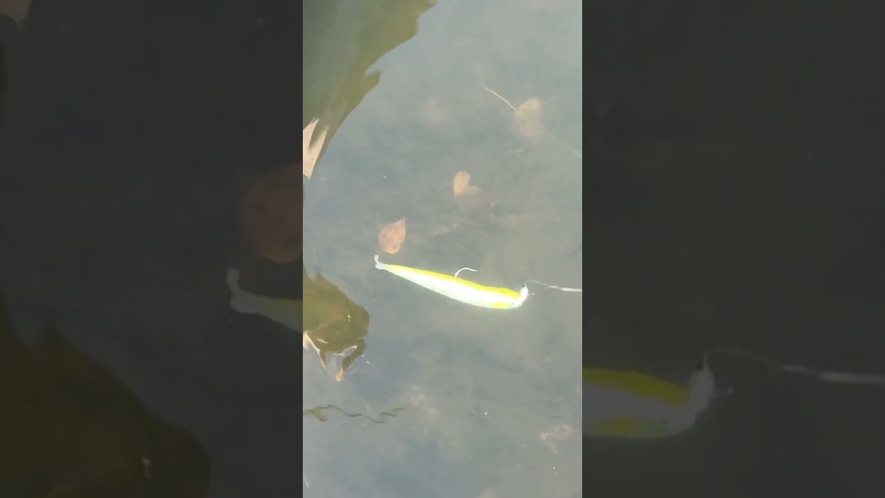 Rock That Body With The Core Tackle Strut Head!