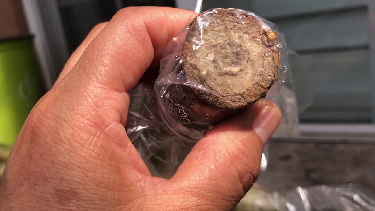 Como encallar esquejes o ramas de Plumeria