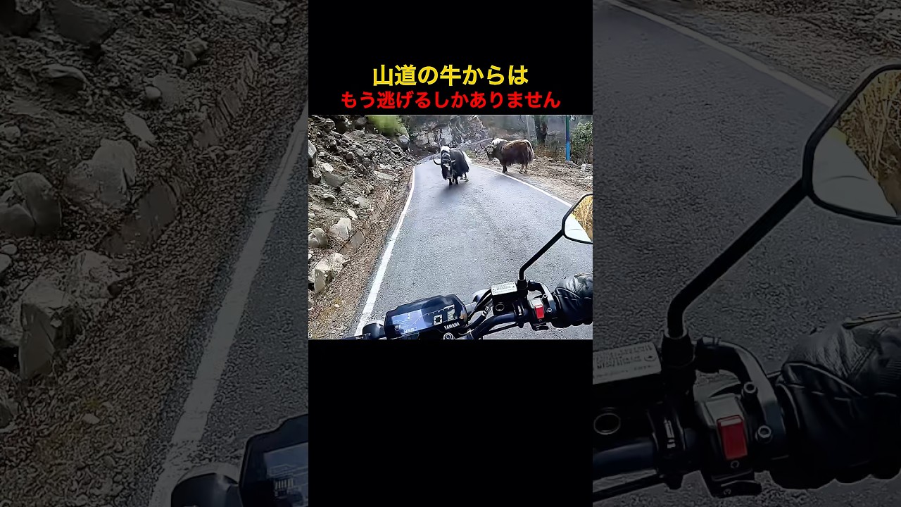 山道の牛からは逃げろ
