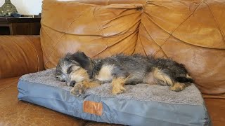 Super Comfortable Dog Bed With Memory Foam!