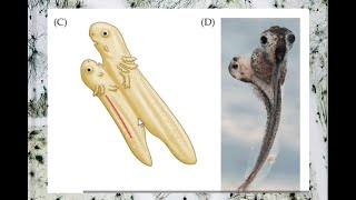 3. Neural Development: From Blastula to Brain—The Organizer’s Role in Cell Fate and Neural Induction