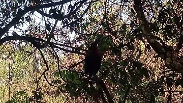 qaib dib mos qua zoo heev 15/11/2022