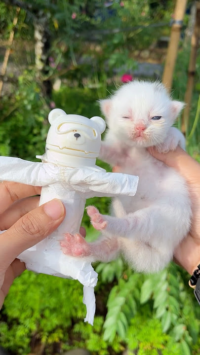 Tutorial membua*ng anak kucing lucu gemes 😍 #cat #kitten #kitten #kucinglucu #kucing
