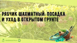 Рябчик шахматный: посадка и уход в открытом грунте