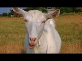 Goat Sounds 1 Hour Full Hd 