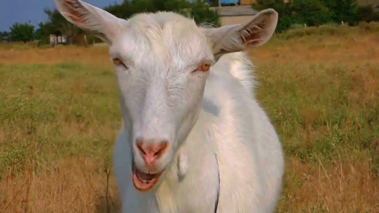 goat sounds 1 hour full hd