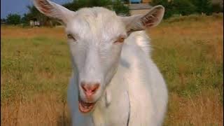 goat sounds 1 hour full hd
