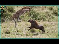 Fearless Wild Attacks By The African Warthog Caught On Camera