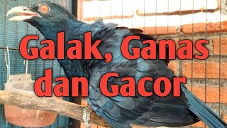 Tuwu Galak, Ganas, Gacor dan juga Konyol