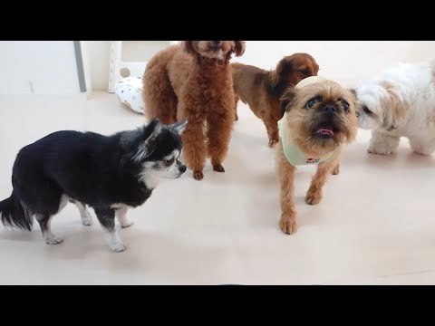 ブリュッセルグリフォン合流　🐶ひみつきちなう！①🐶  2023年5月26日
