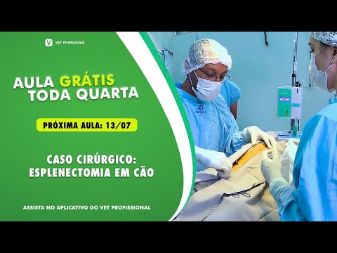 Vídeo: Funções do Baço, Hematoma e Remoção (Esplenectomia) em Cães