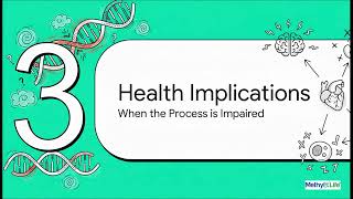 Understanding MTHFR | MTHFR | Supplement Review | Methyl-Life® Supplements Gaba Supplements Explained Mthfr Methyl Life Supplements