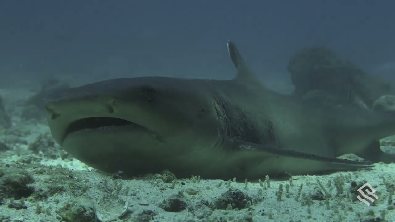 8003 Silver Galapagos Highlight Film