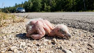 Räddning Av En Liten Övergiven Vithövdad Havsørn