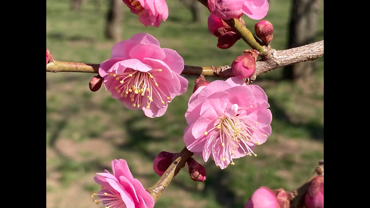 水戸の偕楽園2026年も行く