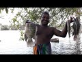 Sri Lankan Fishing video  🇱🇰 | village  Fishing  | Catching Big Tilapia | Traditional Fishing Video