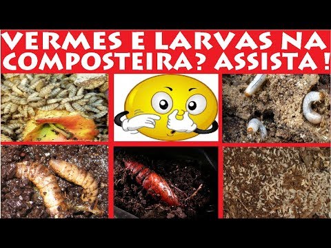 Vídeo: Controle de vermes de batata: prevenindo minhocas em plantações de batata