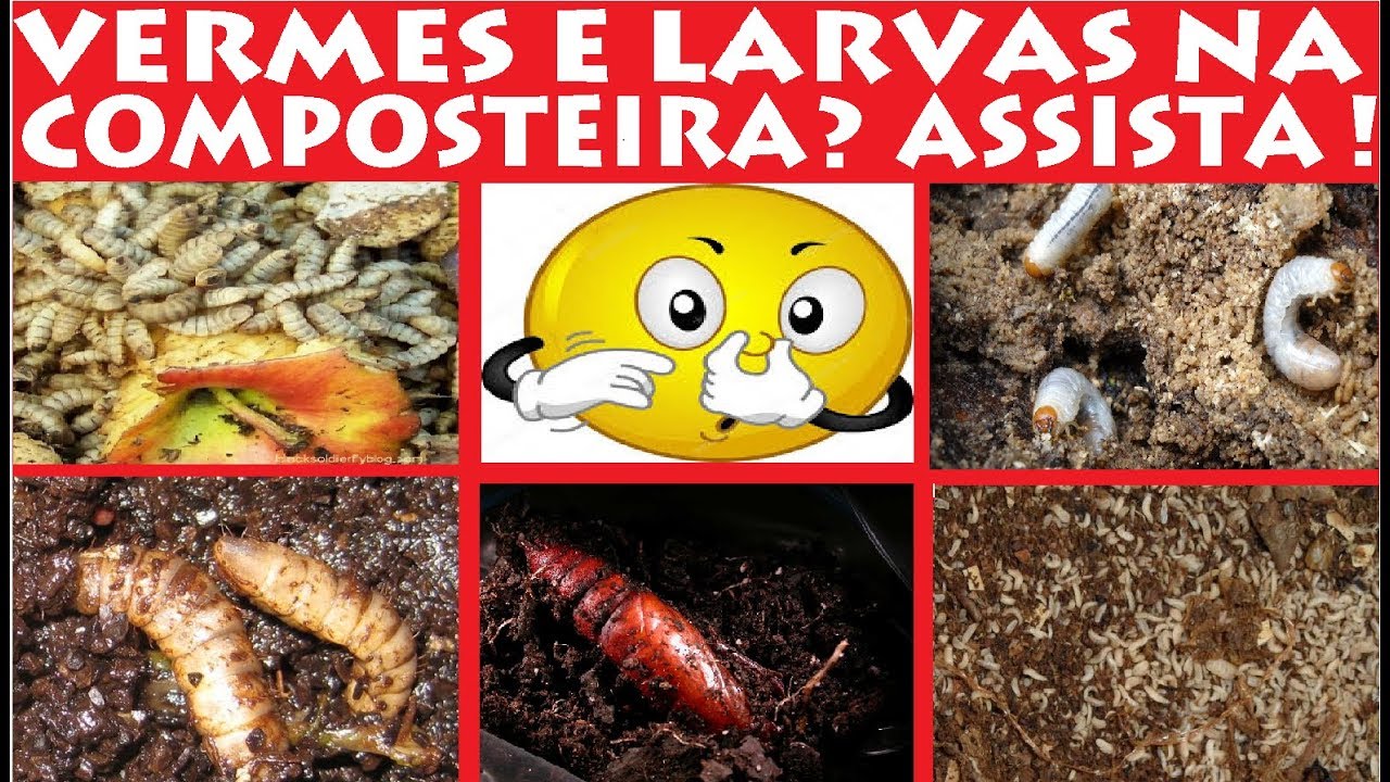 Vermes, Larvas e Odor de merda na composteira? Assista e resolva !