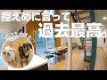 栃木にある犬と泊まれる貸し別荘が控えめに言って神だったよ！