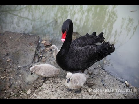 Самые грациозные птицы: черные лебеди дали в Сочи потомство