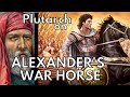 Alexander The Great&#39;s Warhorse