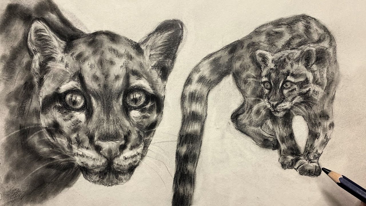 ASMR Graphite Drawing of a Clouded Leopard | Realistic Wildlife Sketch | No Talking