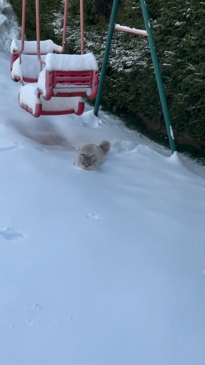 #JasonDeruloTV // Snow ? #GotPermissionToPost From IG @elliot_the_siberian #SlowLow