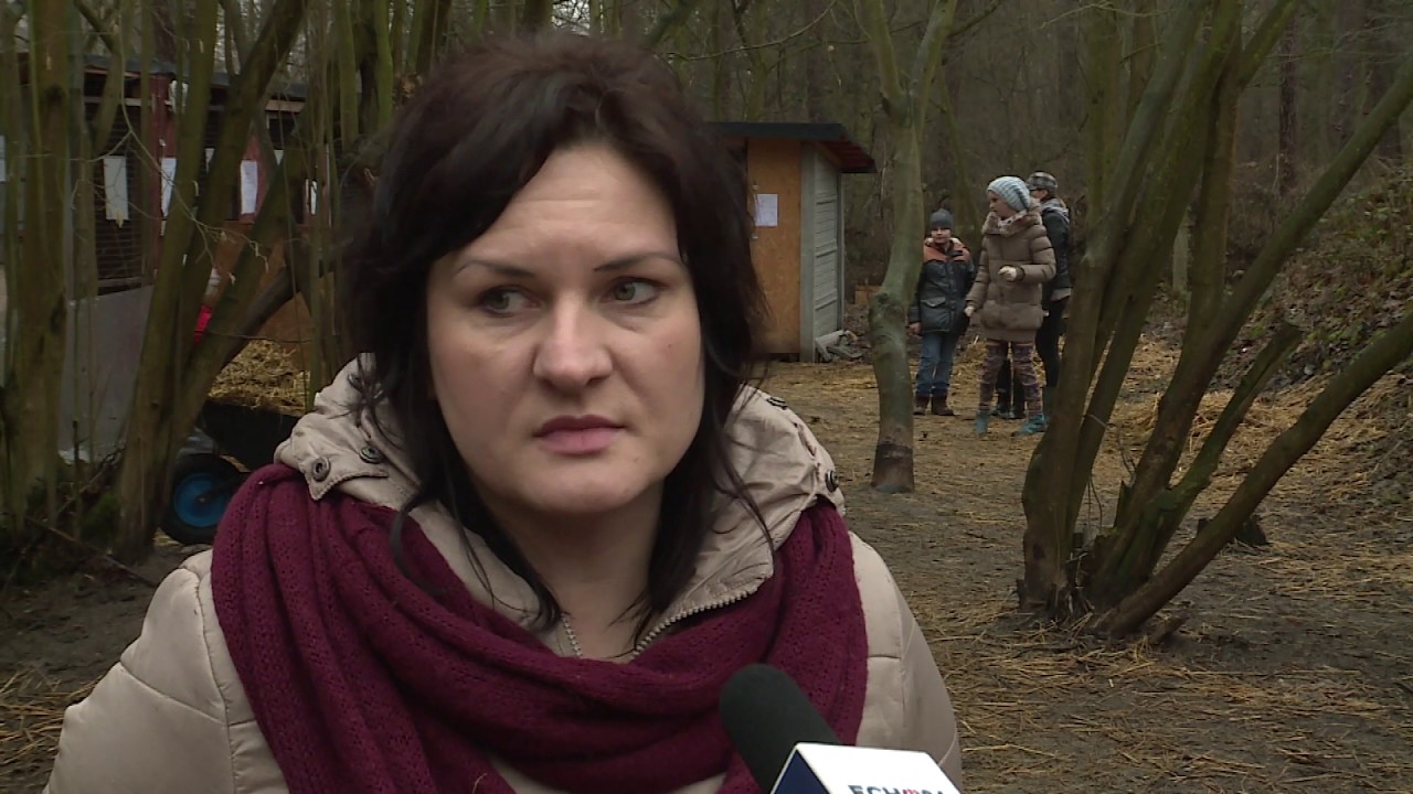 Skandaliczne warunki hodowli psów