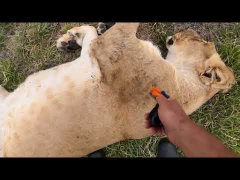 New undercoat brush for lions