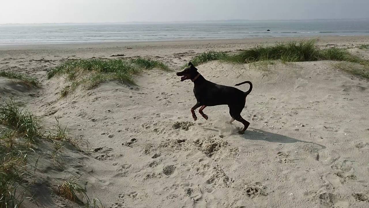 Thorney Island YouTube