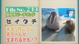 恋の季節を迎えたセイウチ 大きな牙に癒し系の音色 南知多ビーチランド