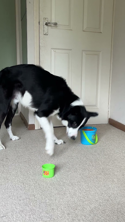 Simba Finds Stacking Cups Too Easy || ViralHog