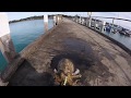 HUGE Cuttlefish Caught on a DTD Squid Jig