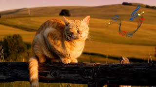 Calming Music for Cats β Warm Piano Notes for Nap Time | Pawsitive Sounds