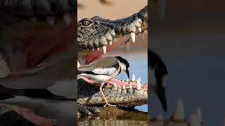 Incredible Bird Cleaning Crocodile Teeth #wildlife #nature #birds #4k #viral #shorts