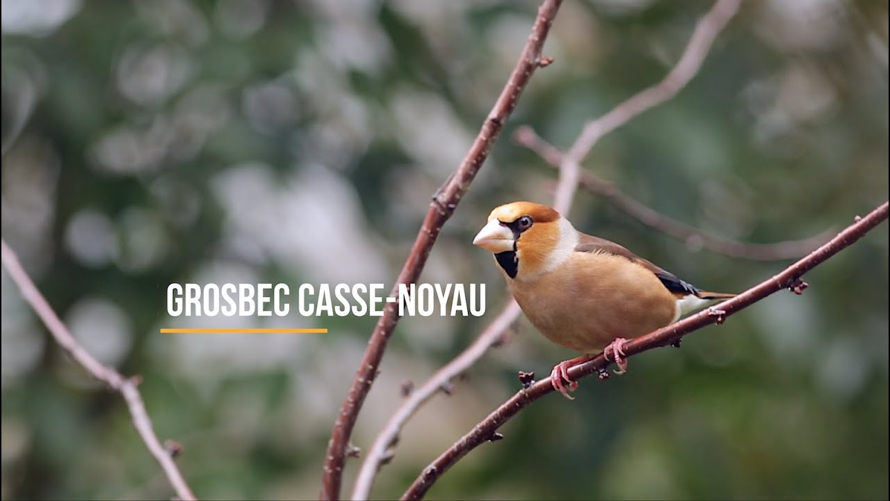 Grosbec casse-noyau