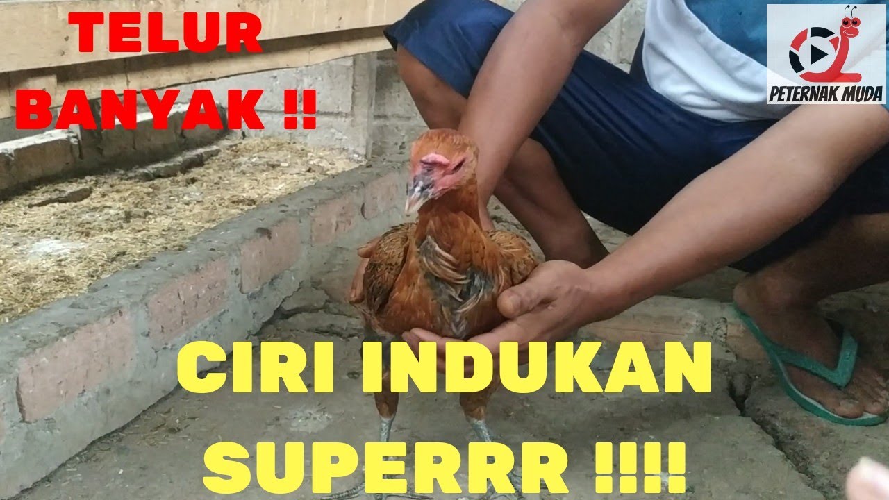 CIRI INDUKAN SUPERRR!! // JAMIN ISTIMIWIR