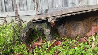 Guineapigs in the winter veggie patch