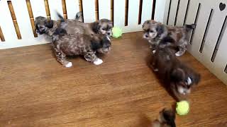 Shih Poo Puppies For Sale