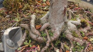 枝も根もスッキリ改作ミヤマキリシマ