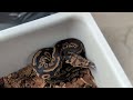 My DG CLOWN PIED CLUTCH Has BP AND SN Equipment Update TSRR 196 My DG CLOWN PIED CLUTCH Has BP AND SN Equipment Update TSRR 196