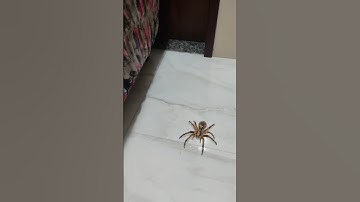 Susto com aranha🕷️ #aranhas #filtros #filtrosaranha #shorts #susto